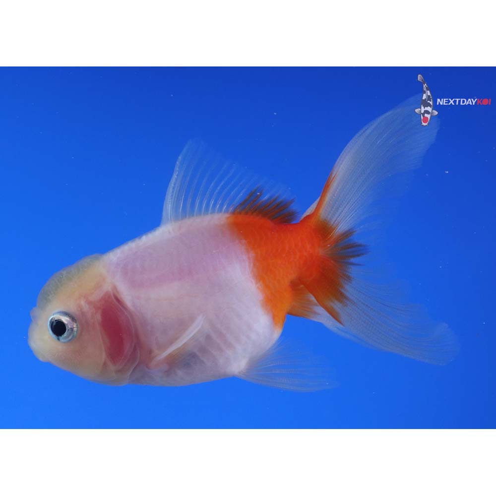 3.5” Imported Red and White Oranda