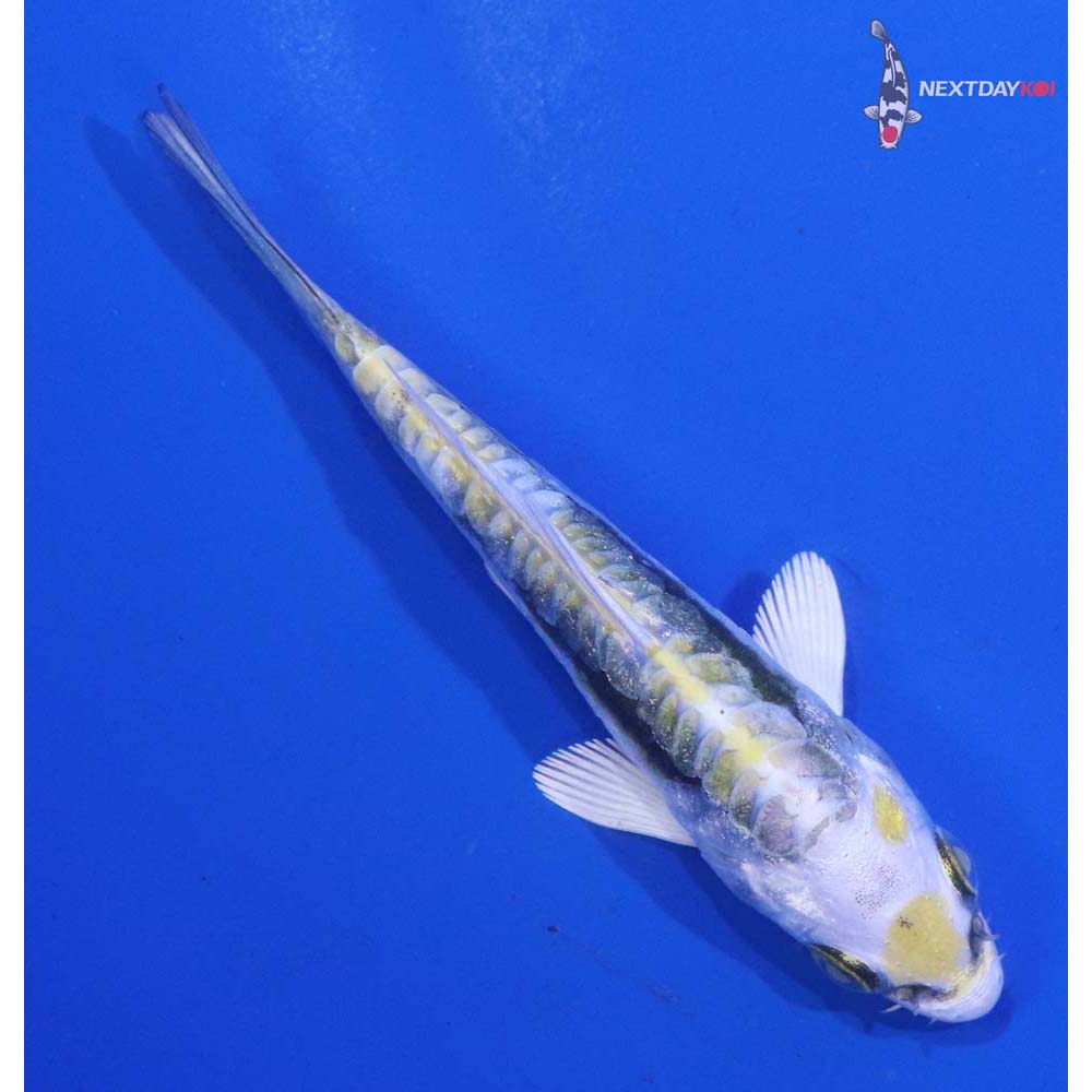 3” Imported Kin Kikokuryu