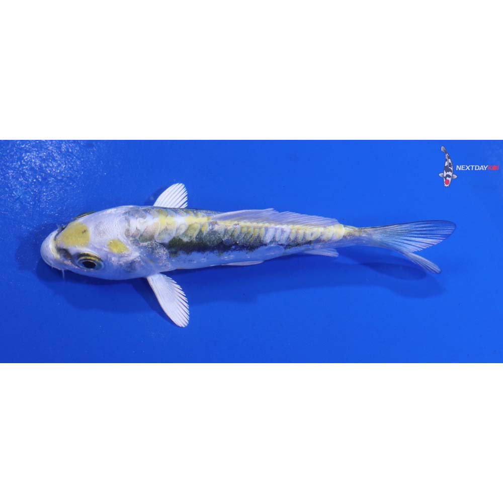3” Imported Kin Kikokuryu