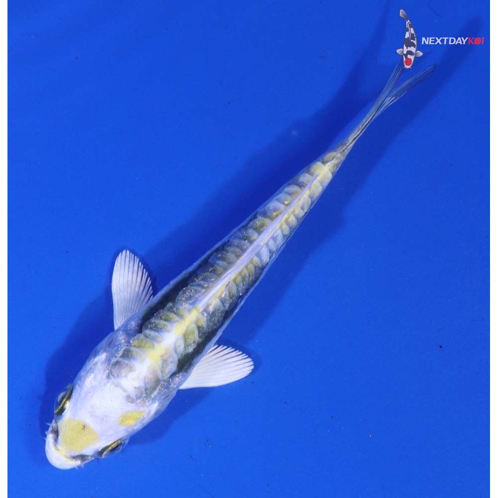 3” Imported Kin Kikokuryu