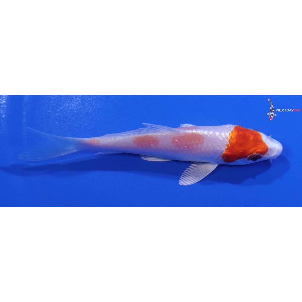 3.5” Imported Hariwake