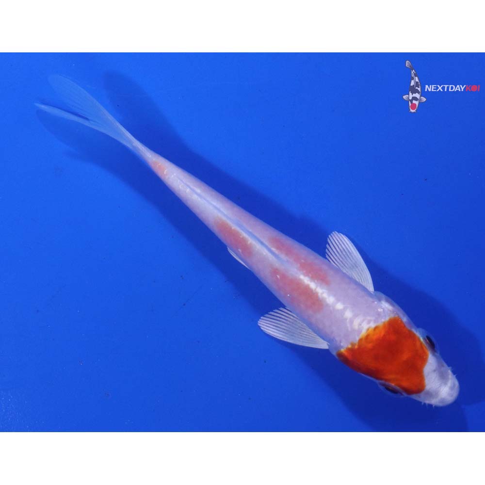 3.5” Imported Hariwake