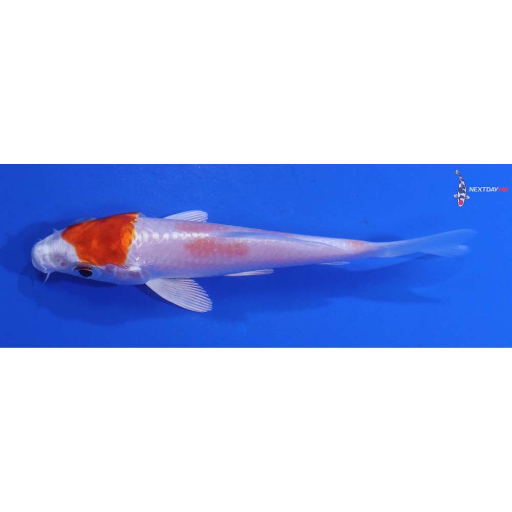3.5” Imported Hariwake
