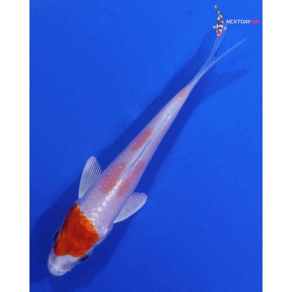 3.5” Imported Hariwake