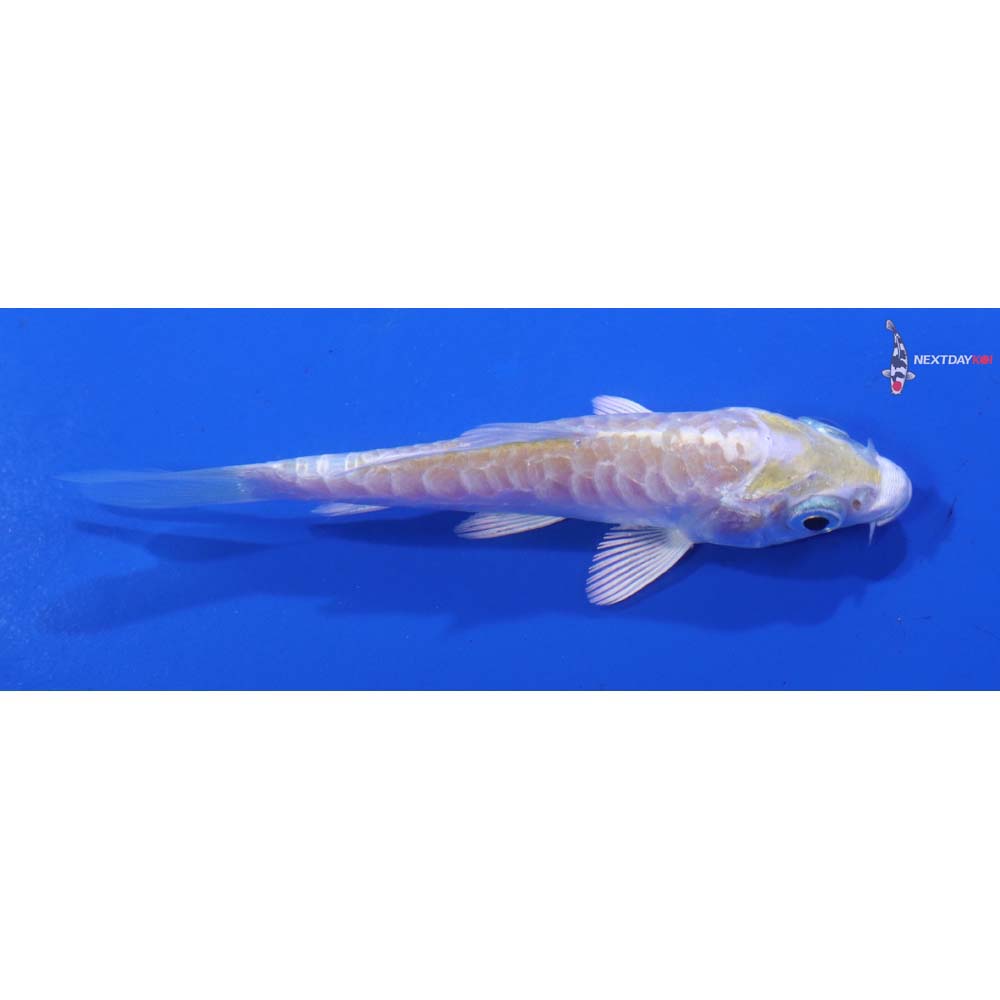 3.5” Imported Armor Scaled Lemon Hariwake