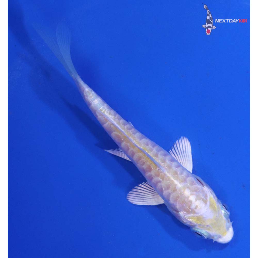 3.5” Imported Armor Scaled Lemon Hariwake