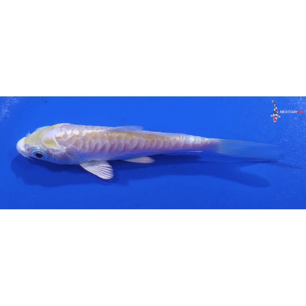 3.5” Imported Armor Scaled Lemon Hariwake