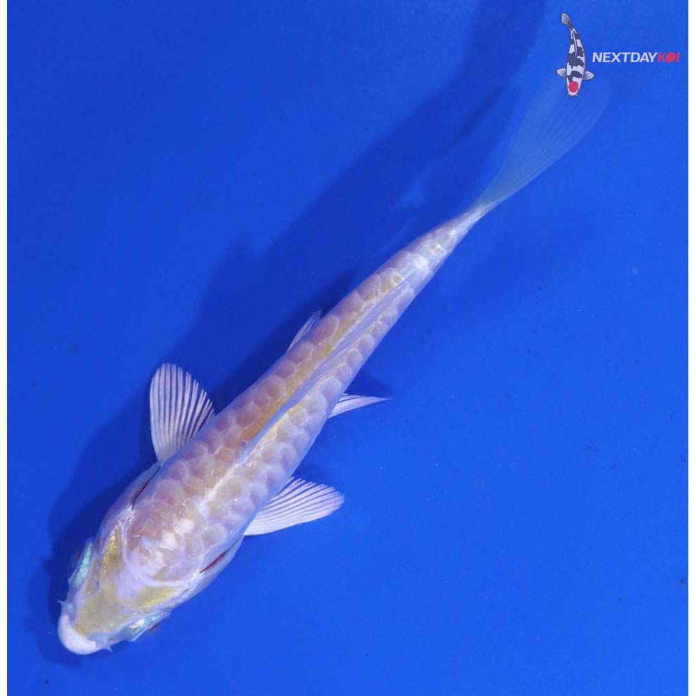 3.5” Imported Armor Scaled Lemon Hariwake