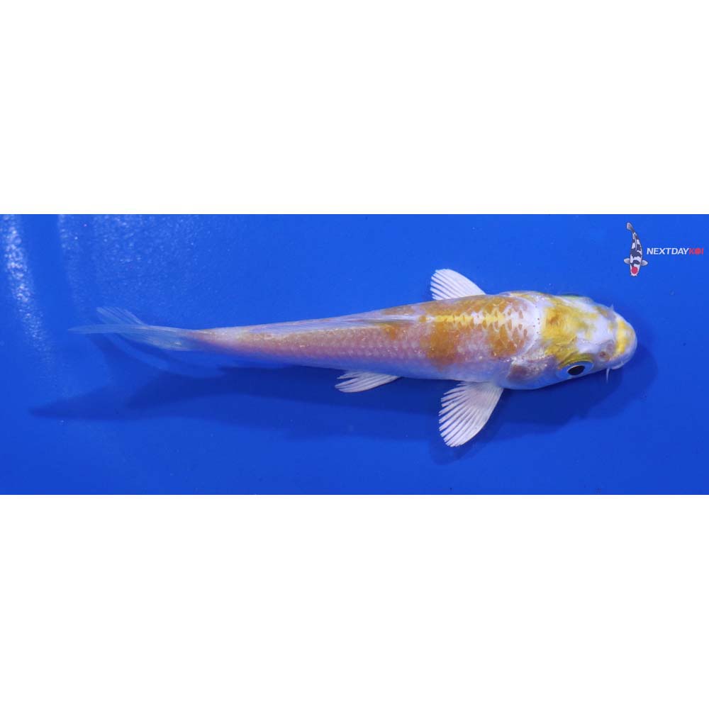 3.5” Imported Lemon Hariwake