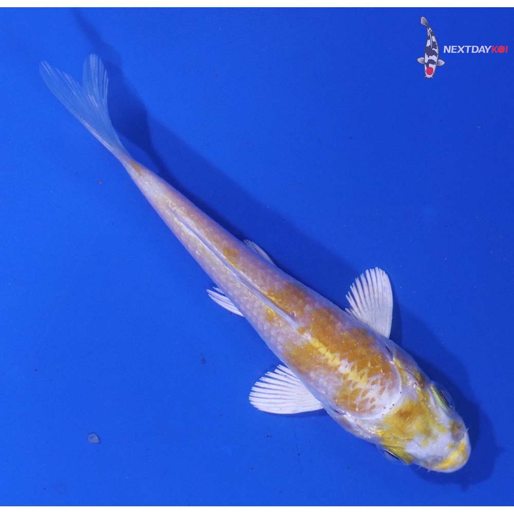 3.5” Imported Lemon Hariwake
