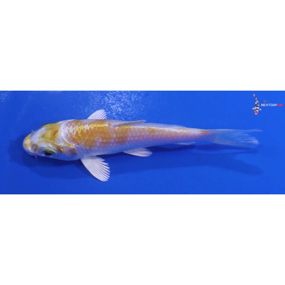 3.5” Imported Lemon Hariwake