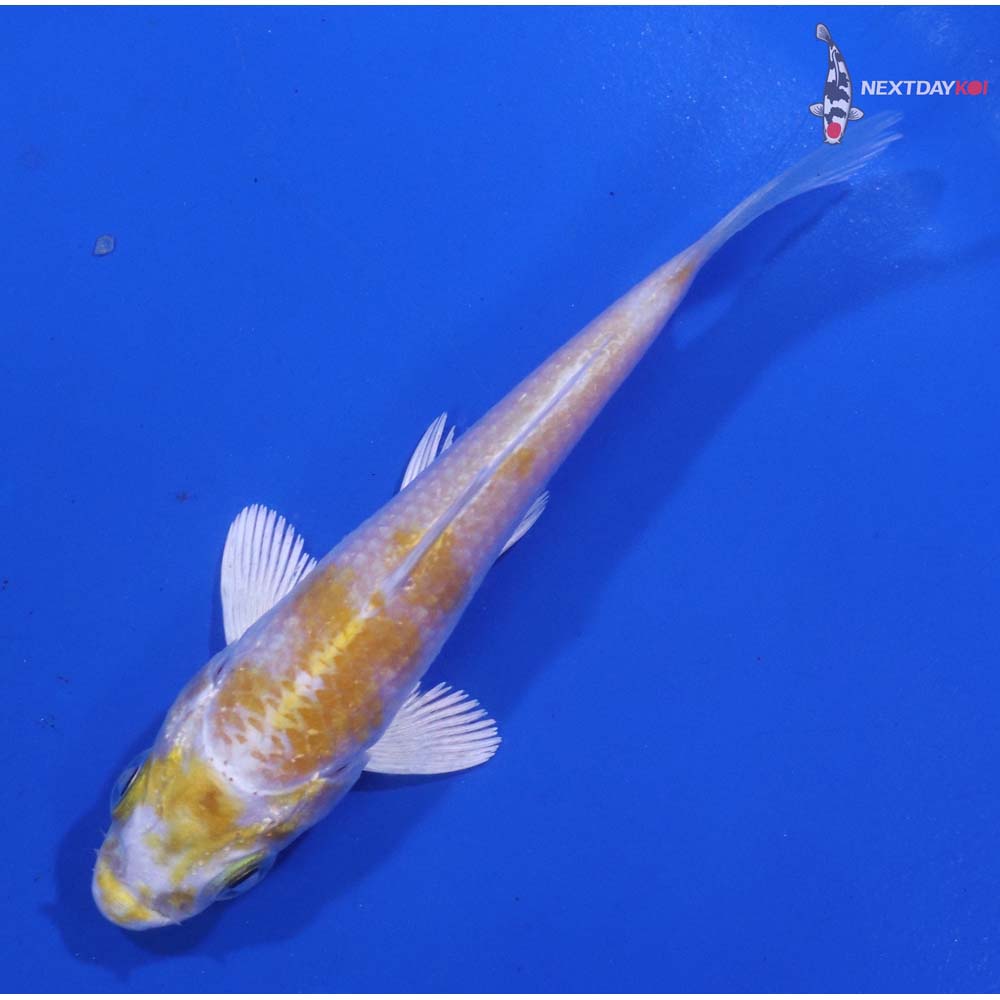 3.5” Imported Lemon Hariwake