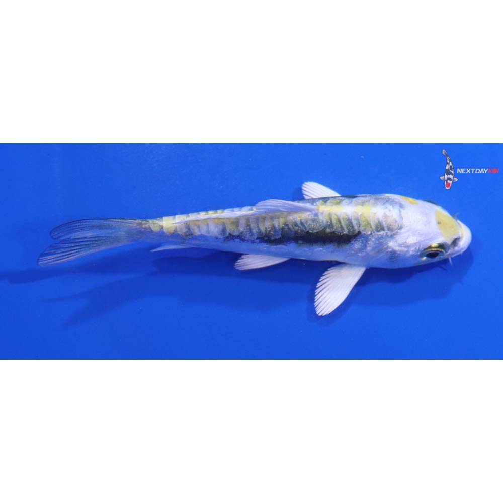 3” Imported Kin Kikokuryu