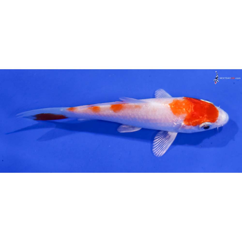 3” Imported Hariwake
