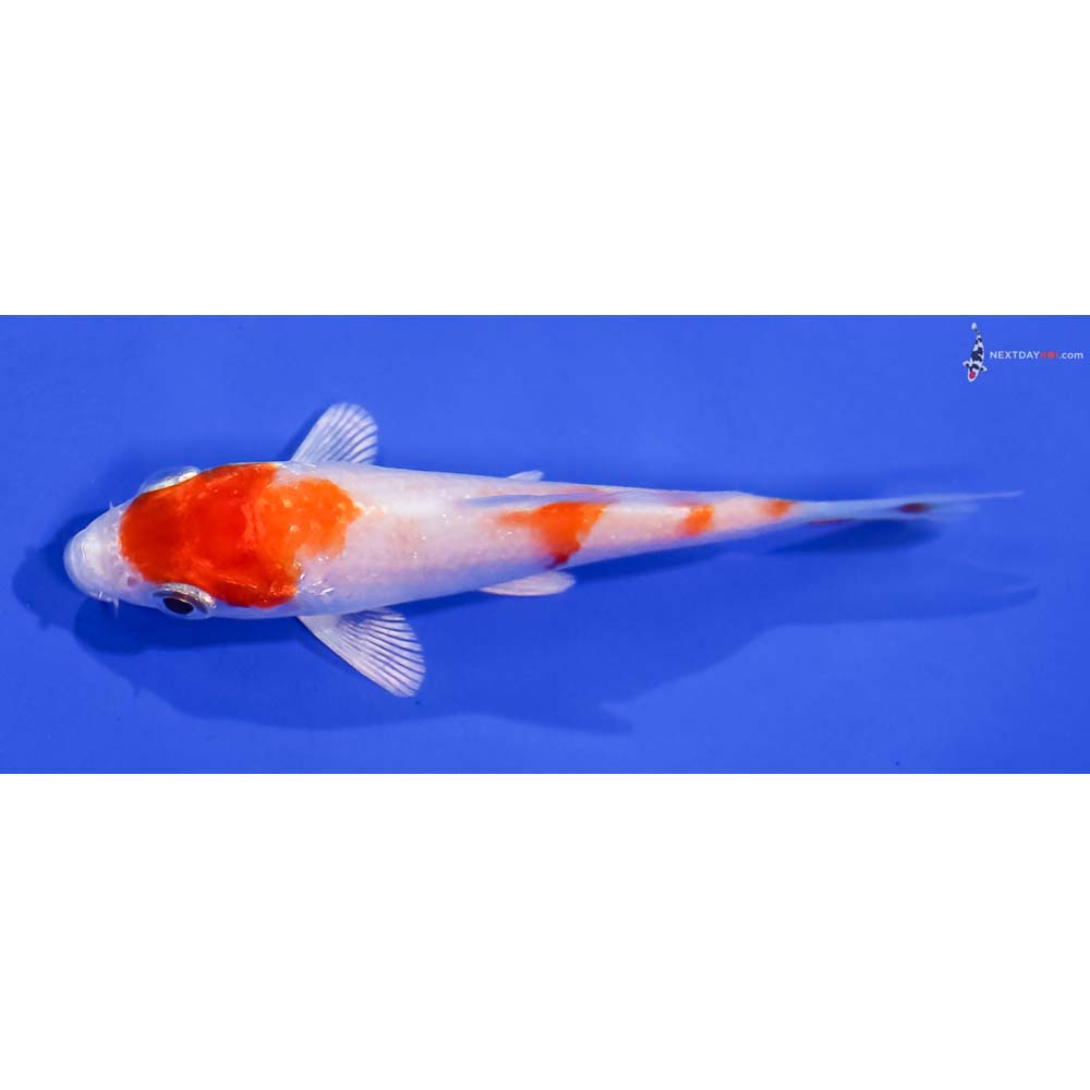 3” Imported Hariwake