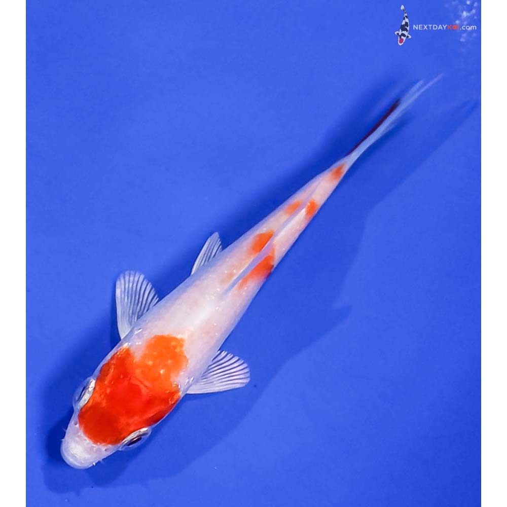 3” Imported Hariwake