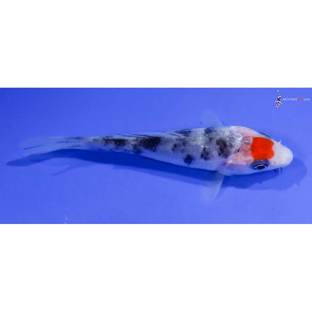3” Imported Tancho Sanke