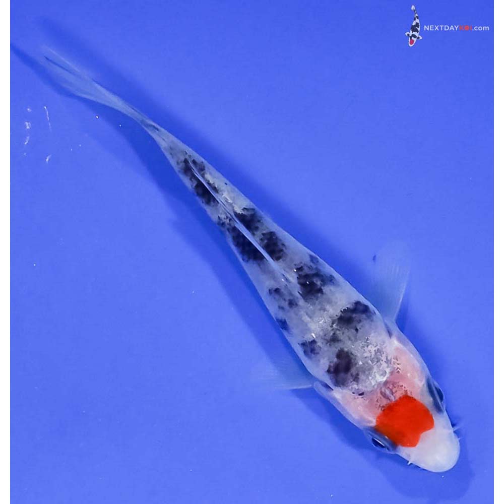 3” Imported Tancho Sanke
