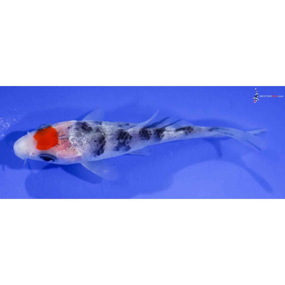 3” Imported Tancho Sanke