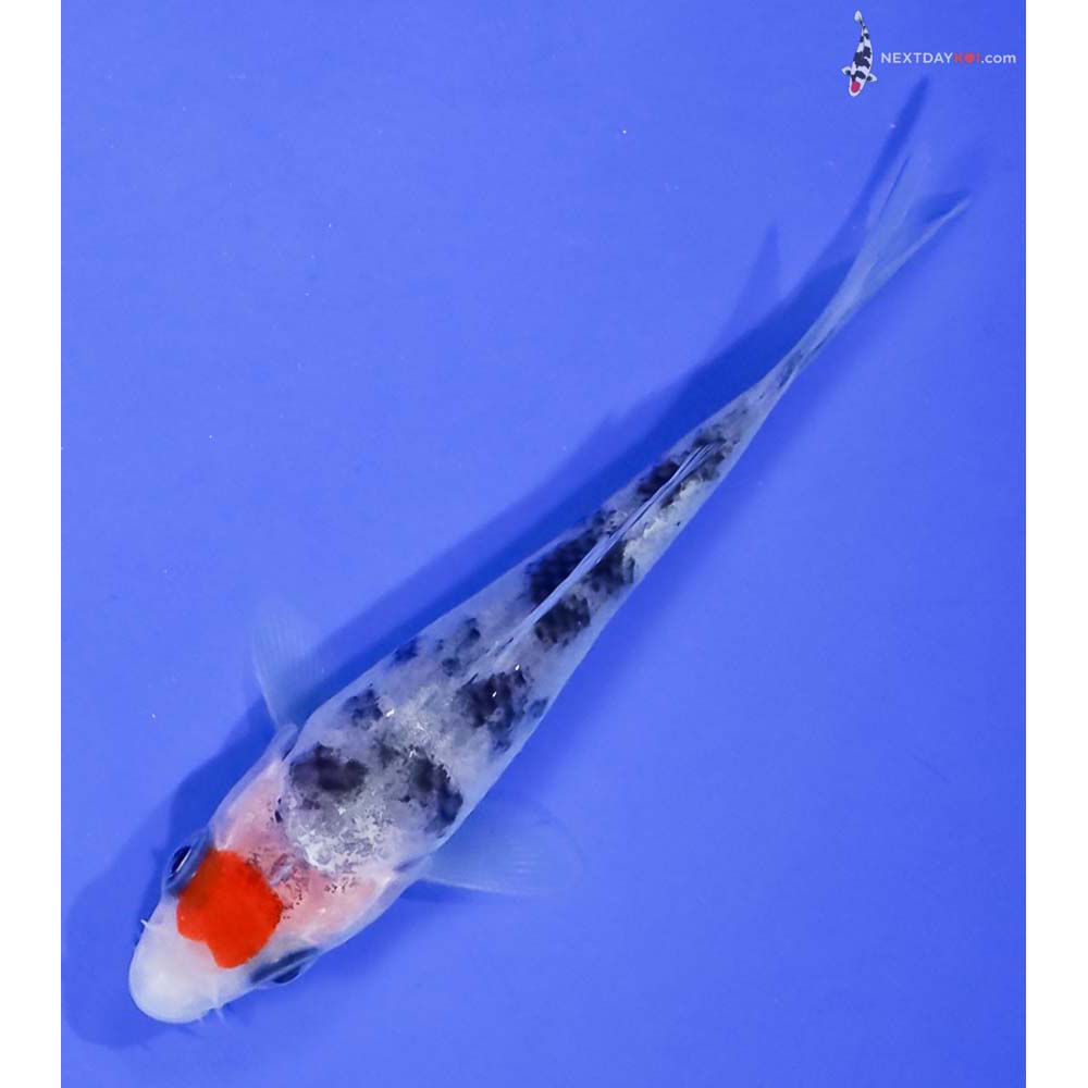 3” Imported Tancho Sanke