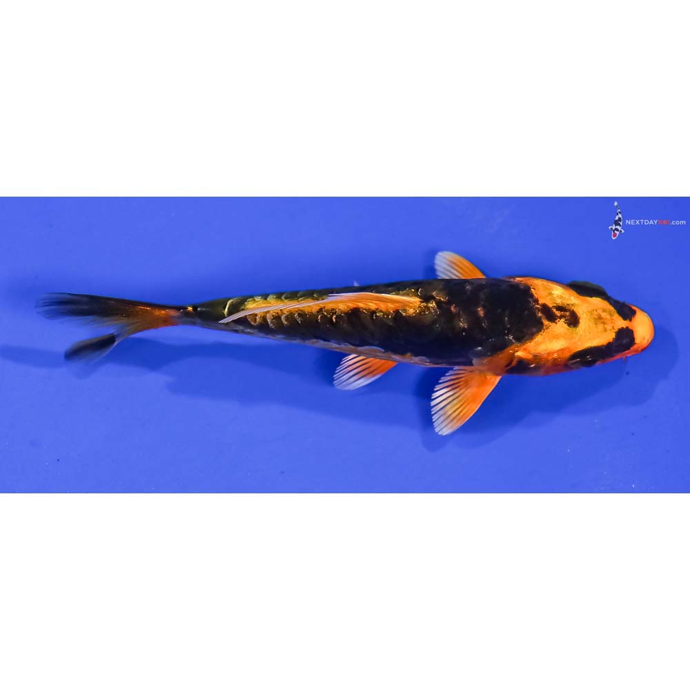 3.5” Imported Kin Kikokuryu