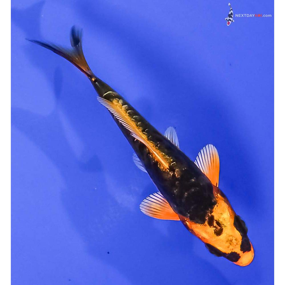3.5” Imported Kin Kikokuryu