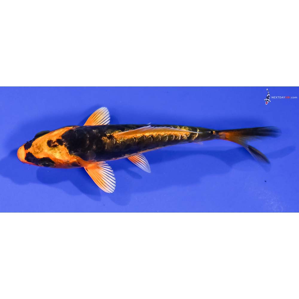 3.5” Imported Kin Kikokuryu