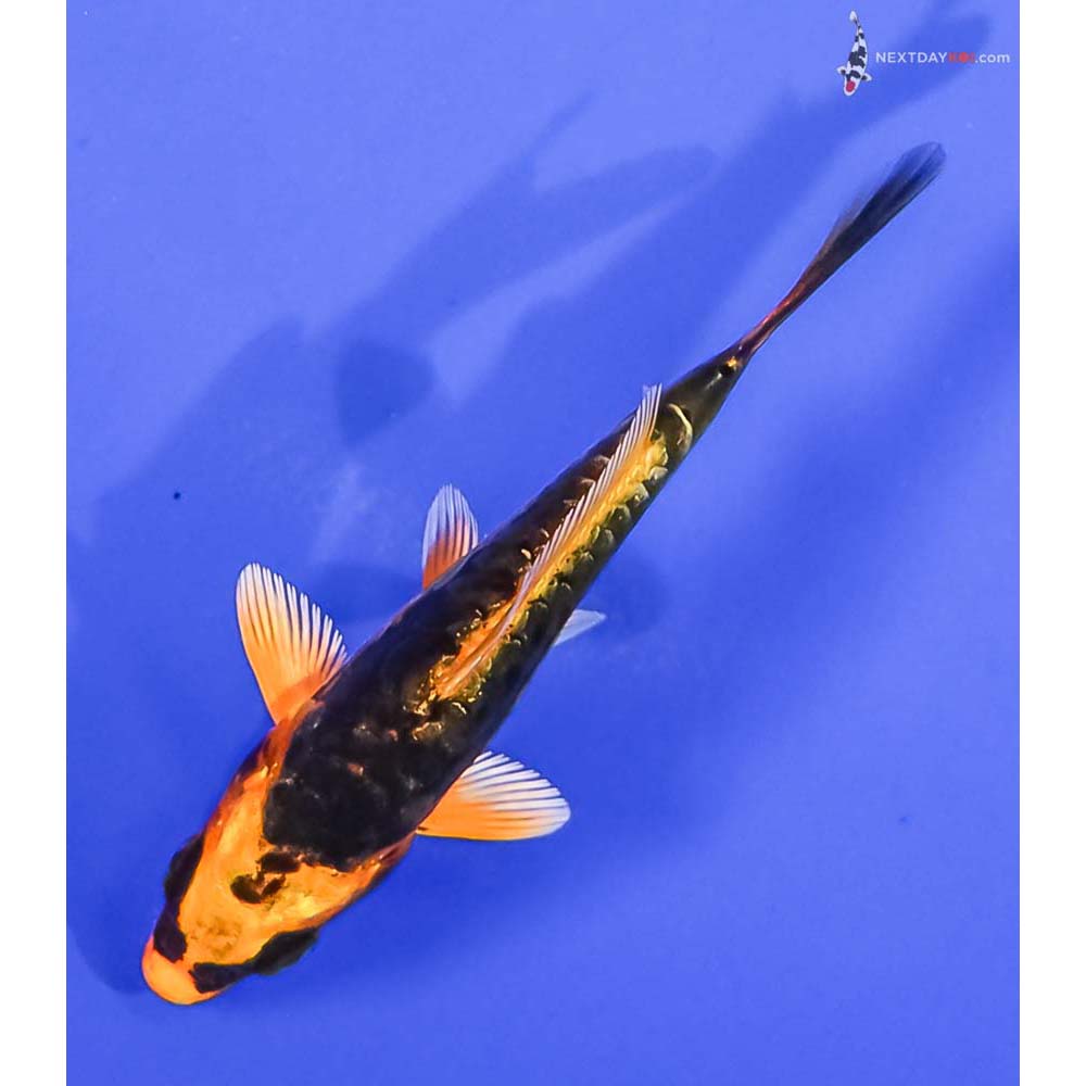 3.5” Imported Kin Kikokuryu