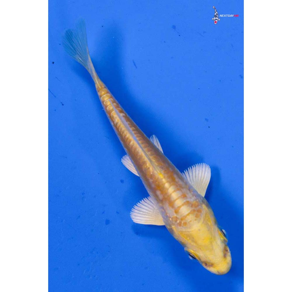 3” Imported Doitsu Yamabuki Ogon