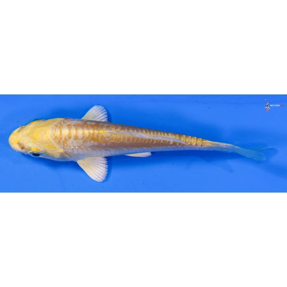 3” Imported Doitsu Yamabuki Ogon