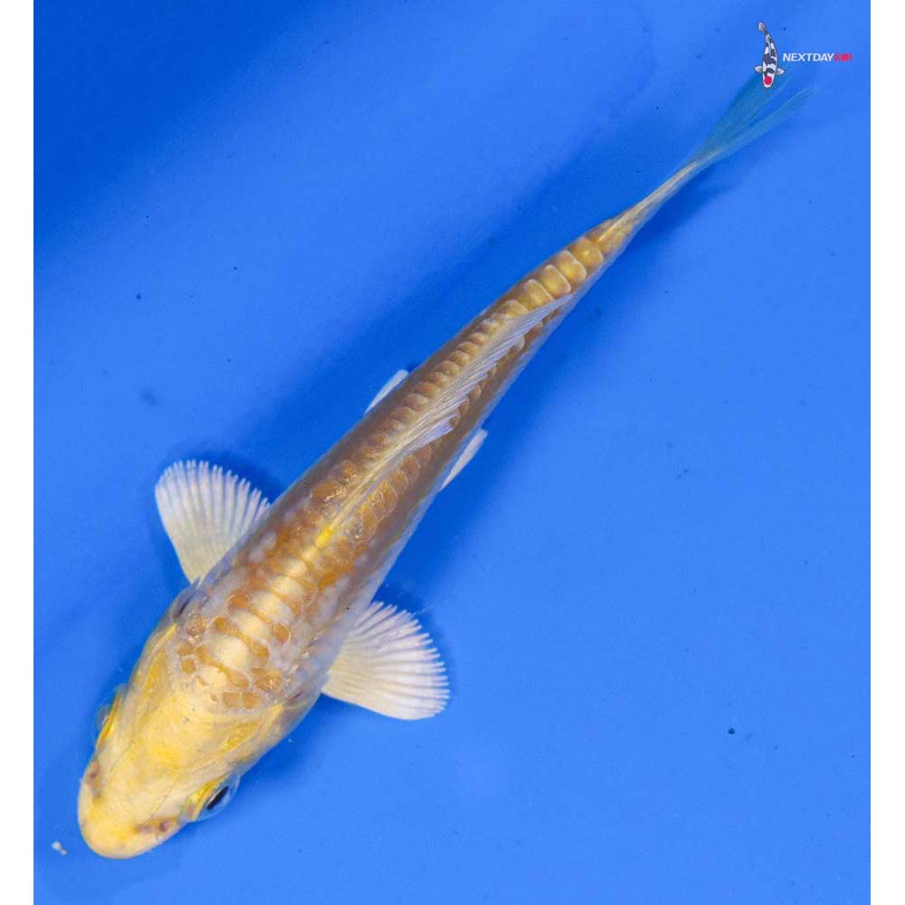 3” Imported Doitsu Yamabuki Ogon