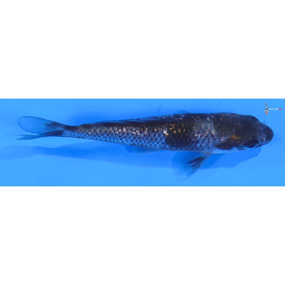 3.5” Imported Gin Rin Ochiba Shigure