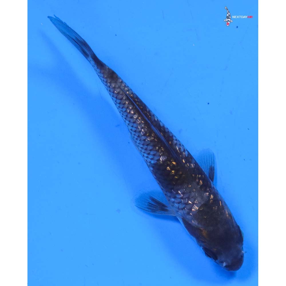3.5” Imported Gin Rin Ochiba Shigure