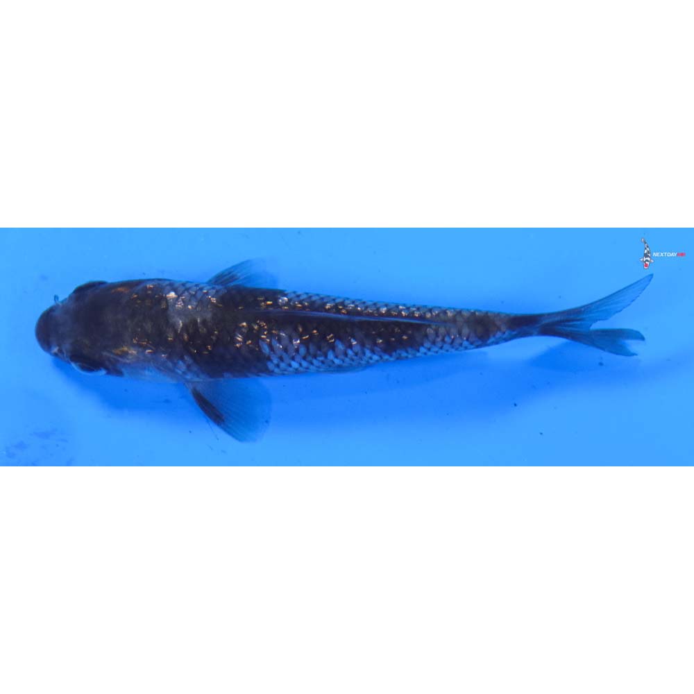 3.5” Imported Gin Rin Ochiba Shigure
