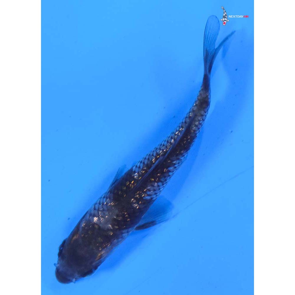 3.5” Imported Gin Rin Ochiba Shigure