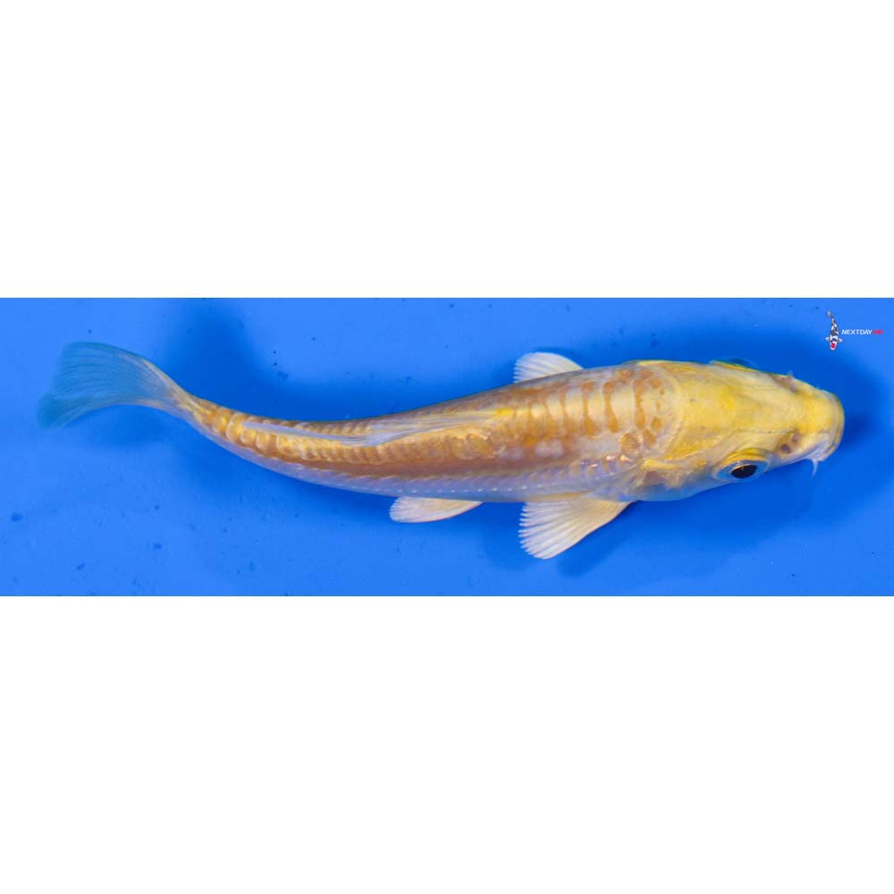 3” Imported Doitsu Yamabuki Ogon