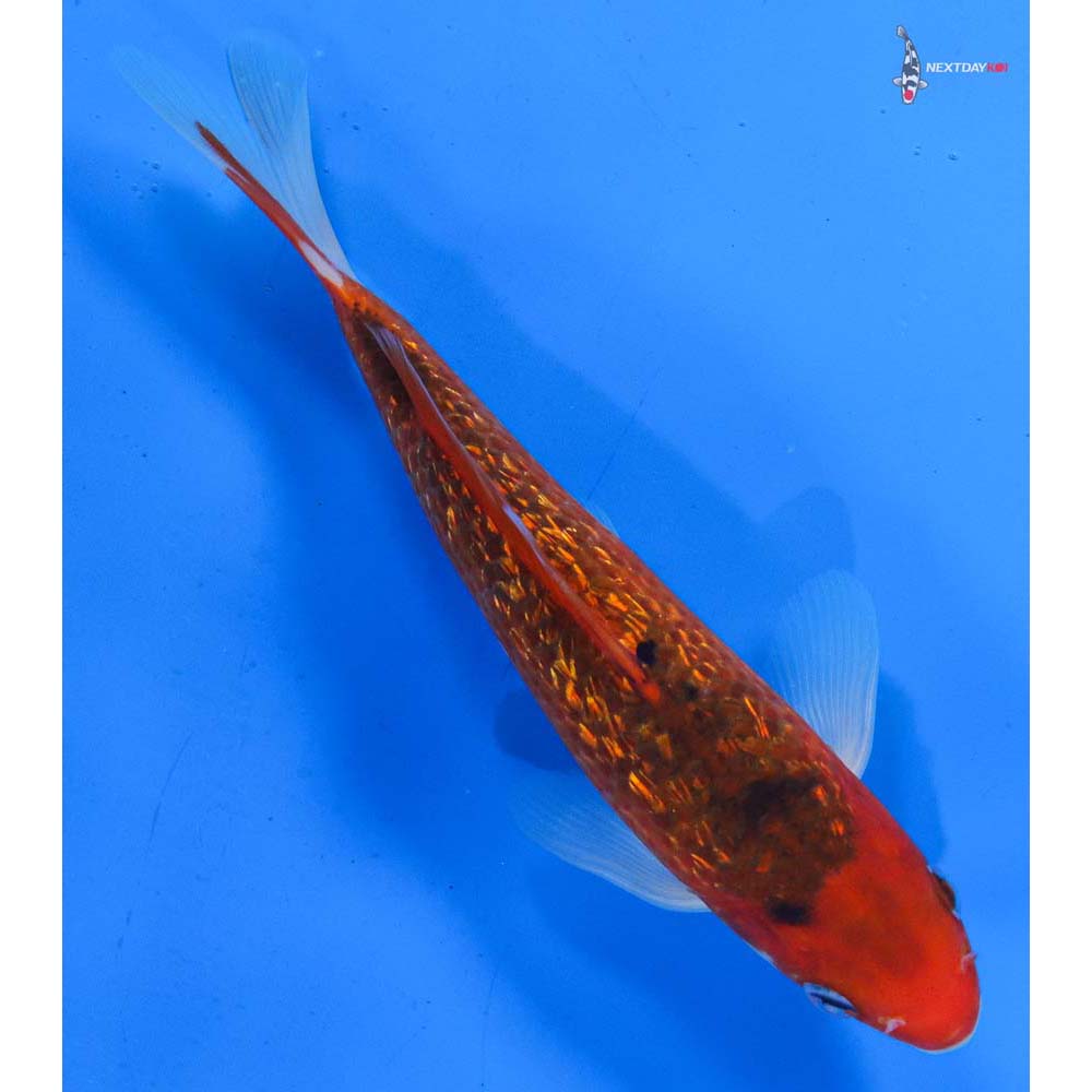 7.5” Imported Gin Rin Goromo