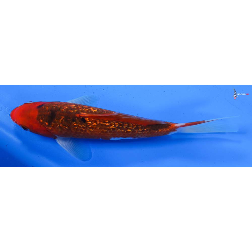 7.5” Imported Gin Rin Goromo