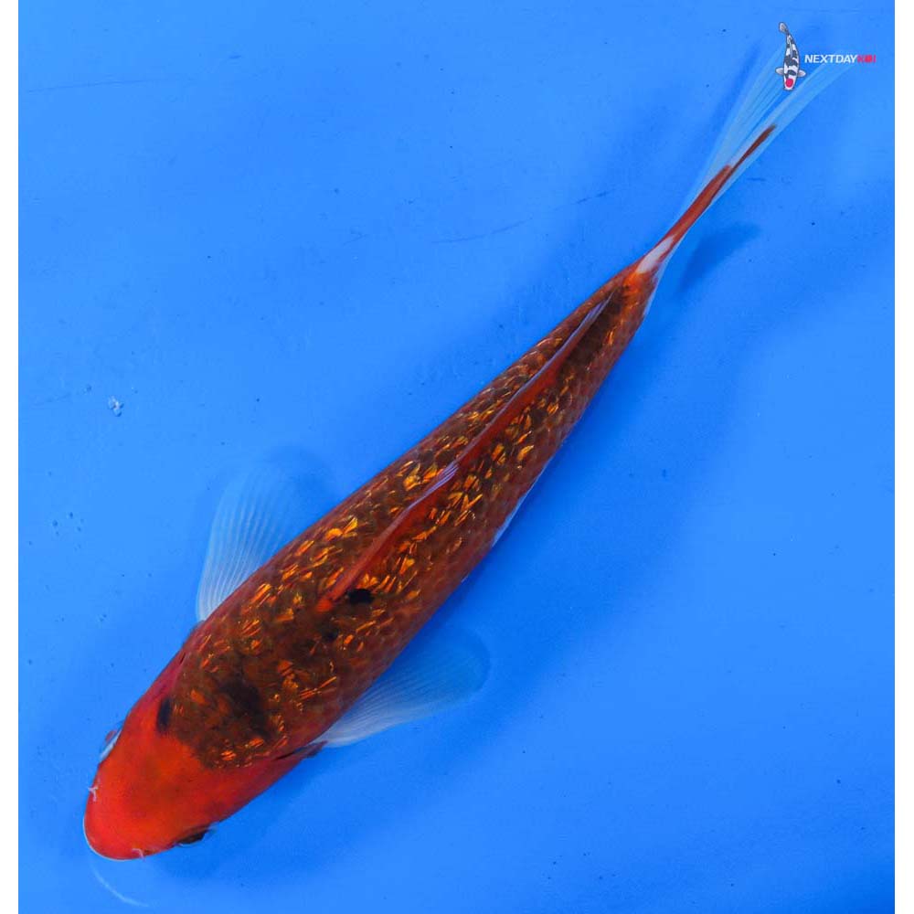 7.5” Imported Gin Rin Goromo