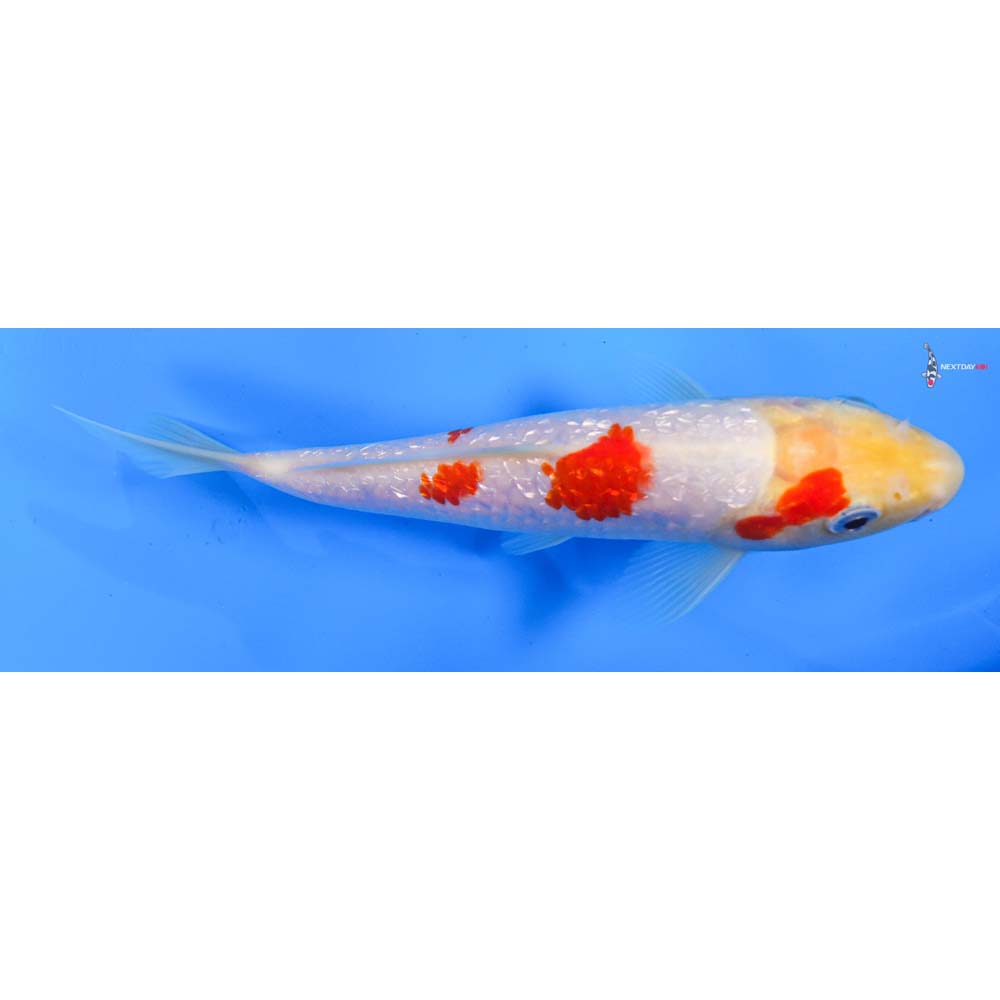 7” Imported Gin Rin Kohaku