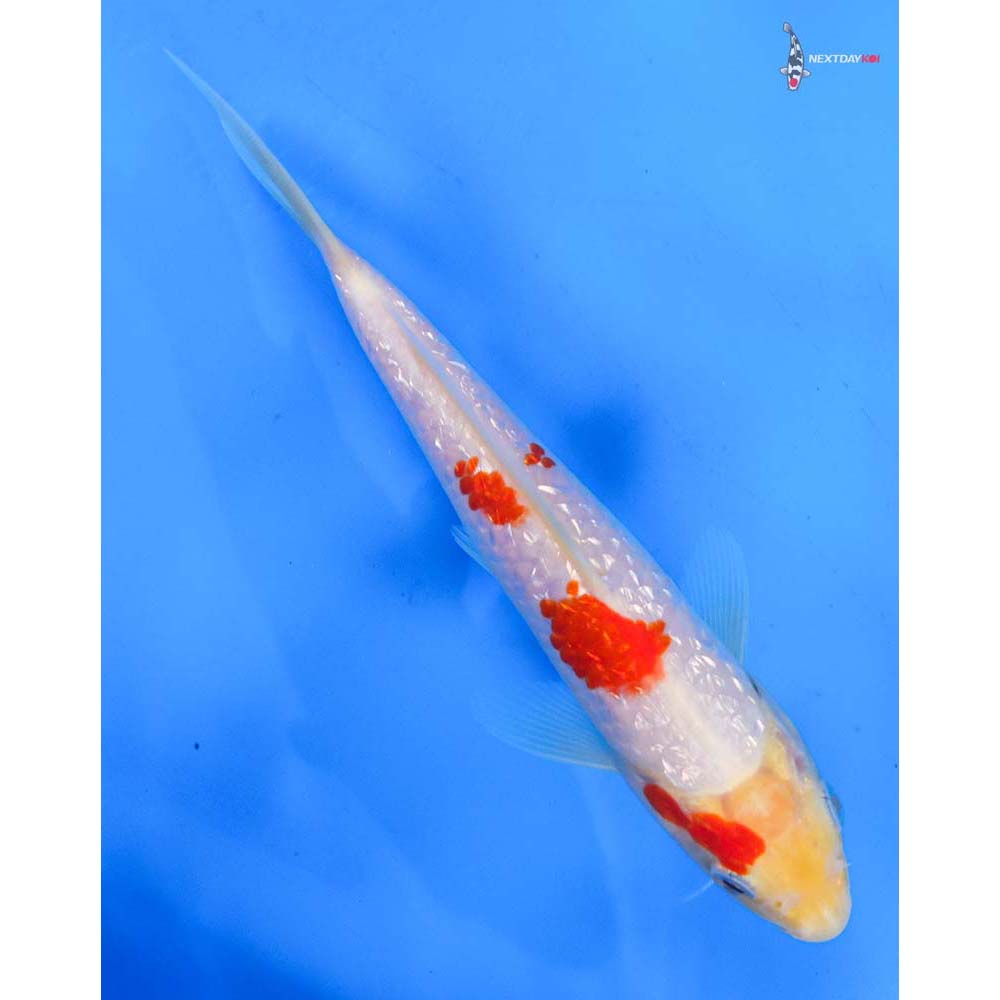 7” Imported Gin Rin Kohaku