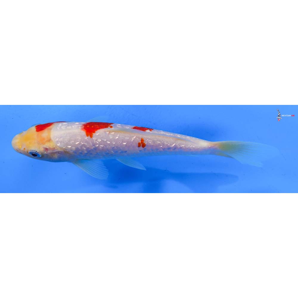 7” Imported Gin Rin Kohaku