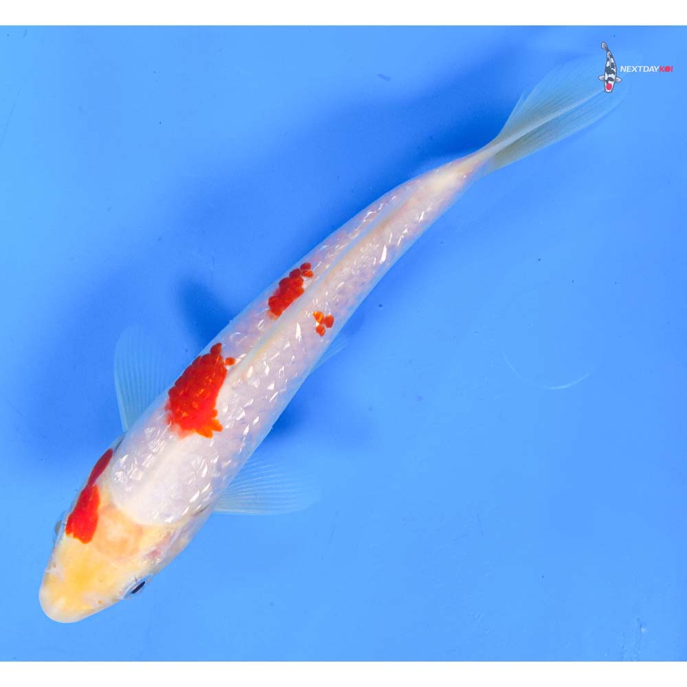 7” Imported Gin Rin Kohaku