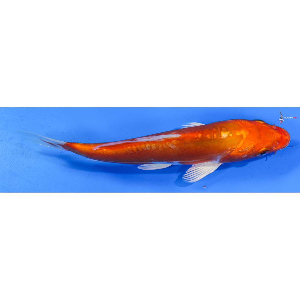 7” Imported Kikusui