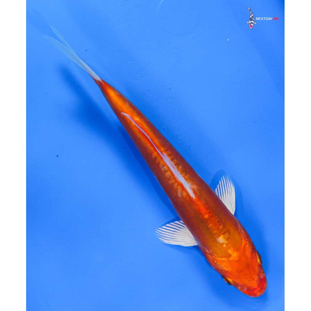 7” Imported Kikusui