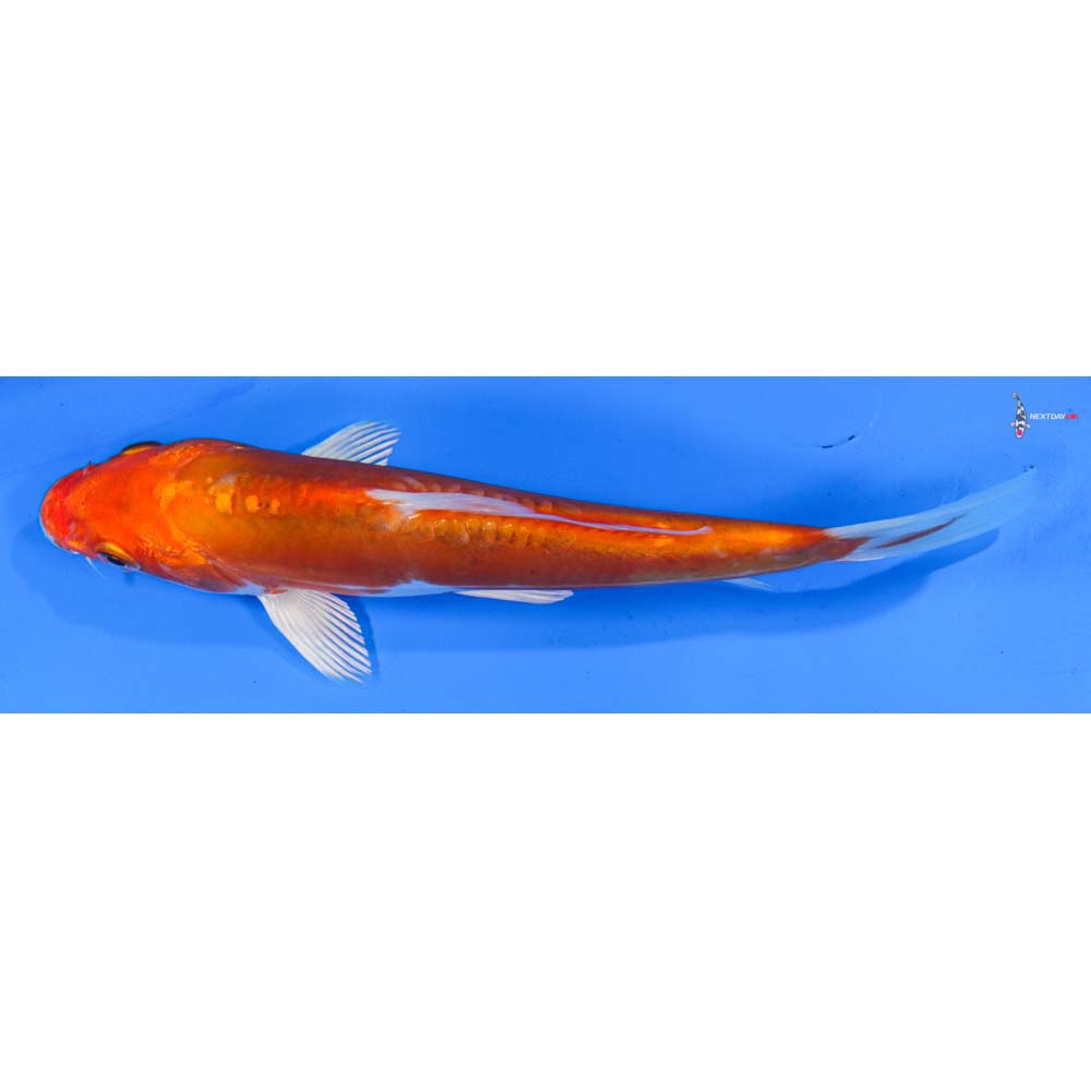 7” Imported Kikusui