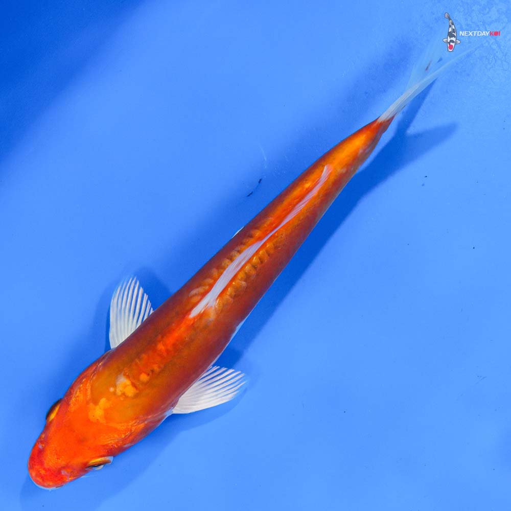 7” Imported Kikusui