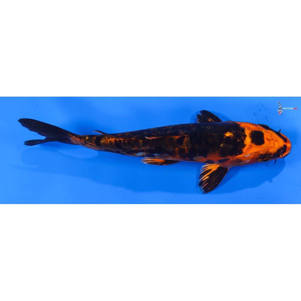 7” Imported Kin Kikokuryu
