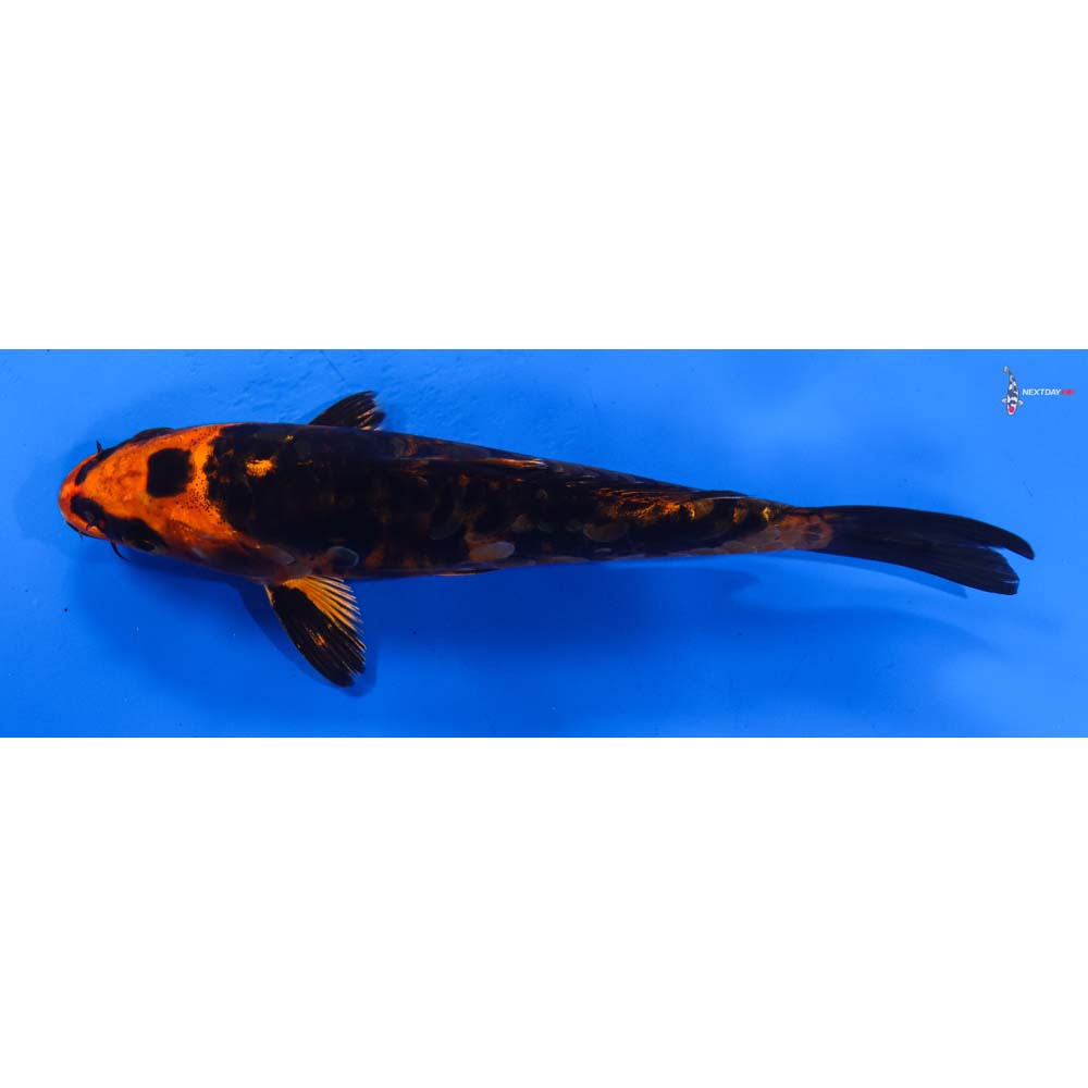 7” Imported Kin Kikokuryu