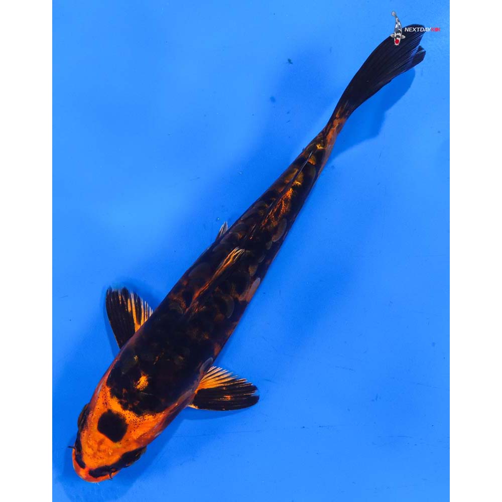 7” Imported Kin Kikokuryu